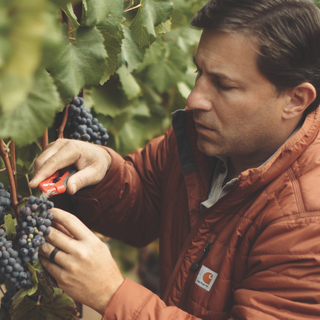 Mark McWilliams, owner of Arista Winery, cutting grape clusters in the vineyard.