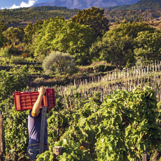 Worker in a blue-hued t-shirt walks through Benanti’s Mount Etna vineyards, carrying a crate over their shoulder.