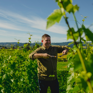 A photo of Josh Bergstrom hedging vines at Bergstrom Wines in Oregon.