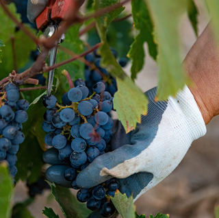 Close-up of hands cutting grapes from a vine during harvest.