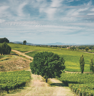 A lush vineyard in Italy.