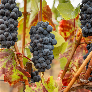 A photo of black grapes on the vine.