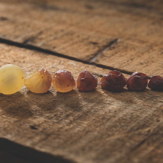 Progression of Aszú grapes, becoming increasingly dried and concentrated as you move from left to right.