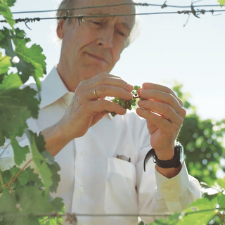 Close-up of fourth-generation Familia Torres Proprietor Miguel Torres, wearing a white button-down shirt, inspecting an unripe cluster of grapes in the vineyard.