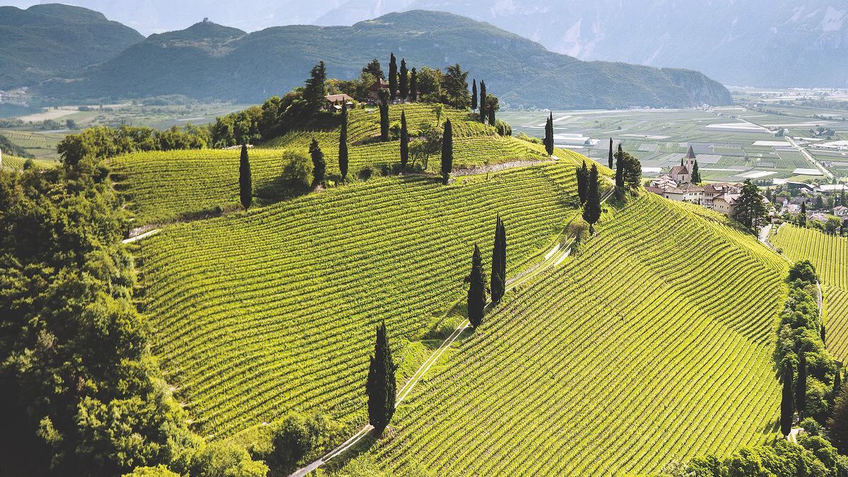 GAJA Rossj–Bass Langhe DOP | Wine | Wilson Daniels