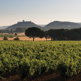 A stunning view of Ribera del Duero’s high-altitude vineyards in Spain, stretching across rolling hills and rocky terrain.