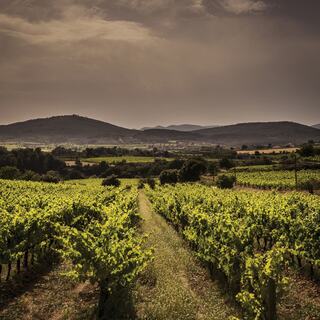 A beautiful view of Priorat’s steep, rugged vineyards, where vines are planted on terraced slopes against a backdrop of rocky terrain.