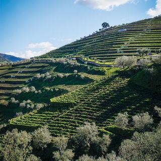 A breathtaking view of Douro's steep, terraced vineyards in Portugal. Under a clear blue sky, the meticulously planted vines cling to the rugged hillside, showcasing the region’s dramatic slopes.