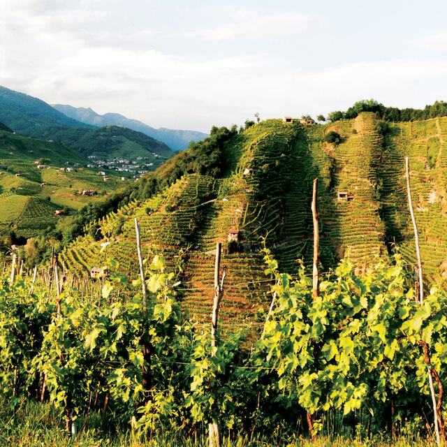 Gaja Ca'Marcanda Camarcanda 2015 | Wine.com