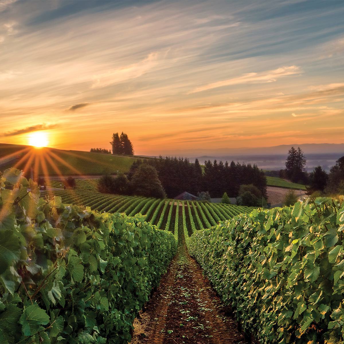 Wilson Daniels - Luxury Wines Importer and Marketer