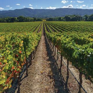 An image of a lush green wine vineyard in California.