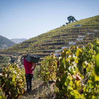 An image of a worker walking through Quinta da Côrte's lush green vineyard in Portugal.