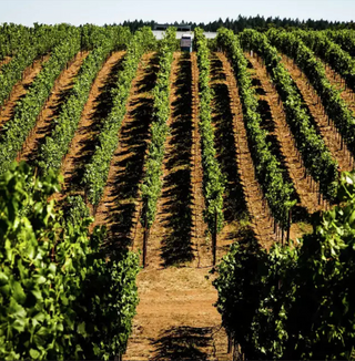 A photo featuring one of Arista's vineyards. Lush green plantings line the vineyard, as seen in this 2017 photo.