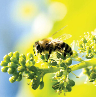 A close-up photo of a bee on a budding grape vine.