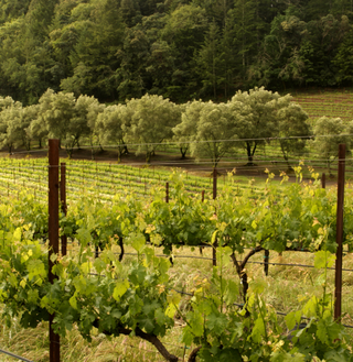 A photo of a California vineyard.