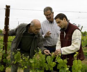 Aubert, Larry and Stéphane in vineyard
