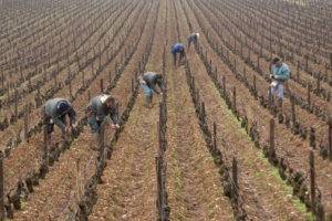 Tying the canes in Les Pucelles Vineyard, January