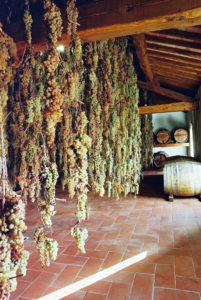 Grapes that go into Volpaia's Vinsanto wine drying on chains in the Vinsantaia
