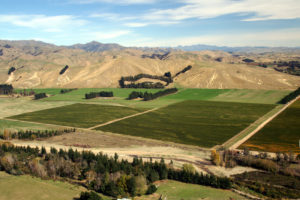 Mount Nelson Vineyards