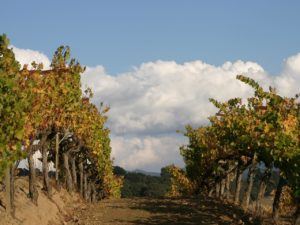 vineyard 3
