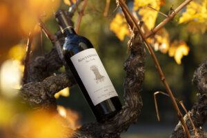 Routestock-Wines-Vineyard-6815-By-Frank-Gutierrez