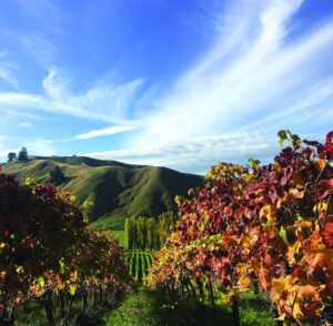 Vineyard in fall