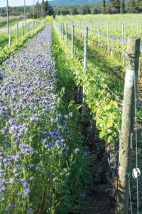 Vineyard - Ca_Marcanda Winery (8)